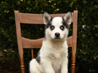 Mixed Breed dogs Ophelia - Ad 40