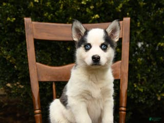 Mixed Breed dogs Ophelia - Ad 36