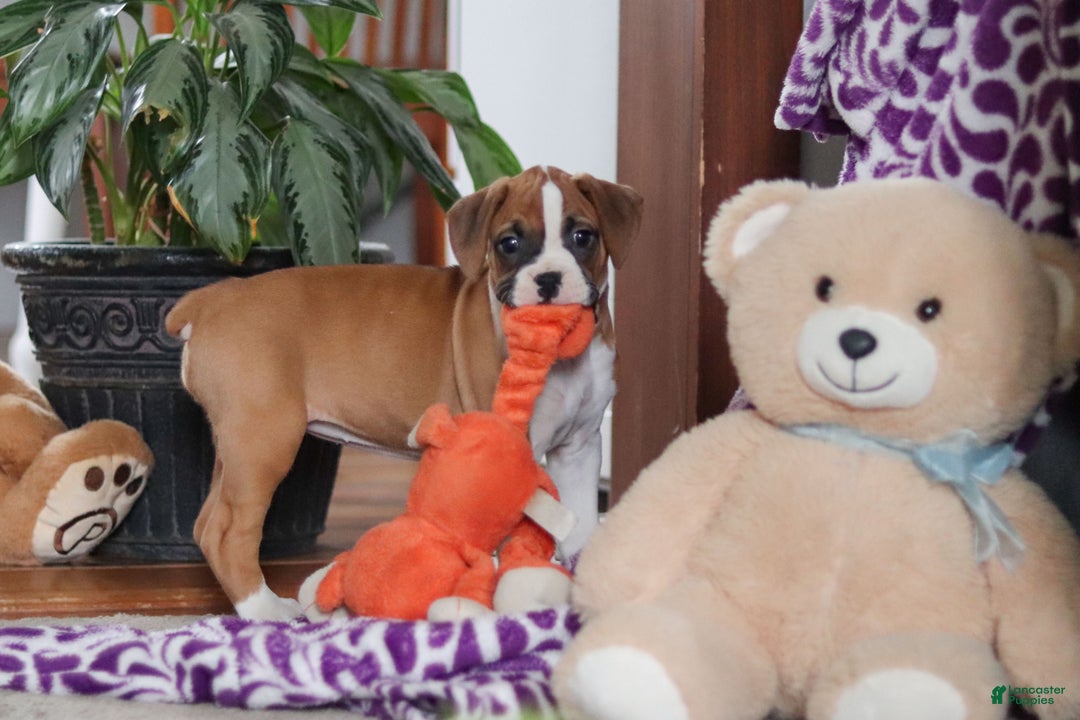 Boxer dogs for sale: Mia - Ad 6