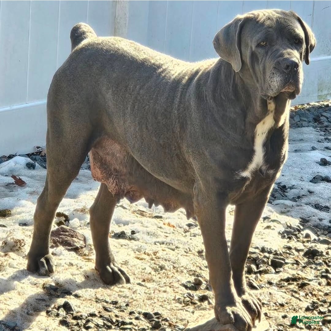 Cane Corso dogs for sale: Scarlett - Ad 5