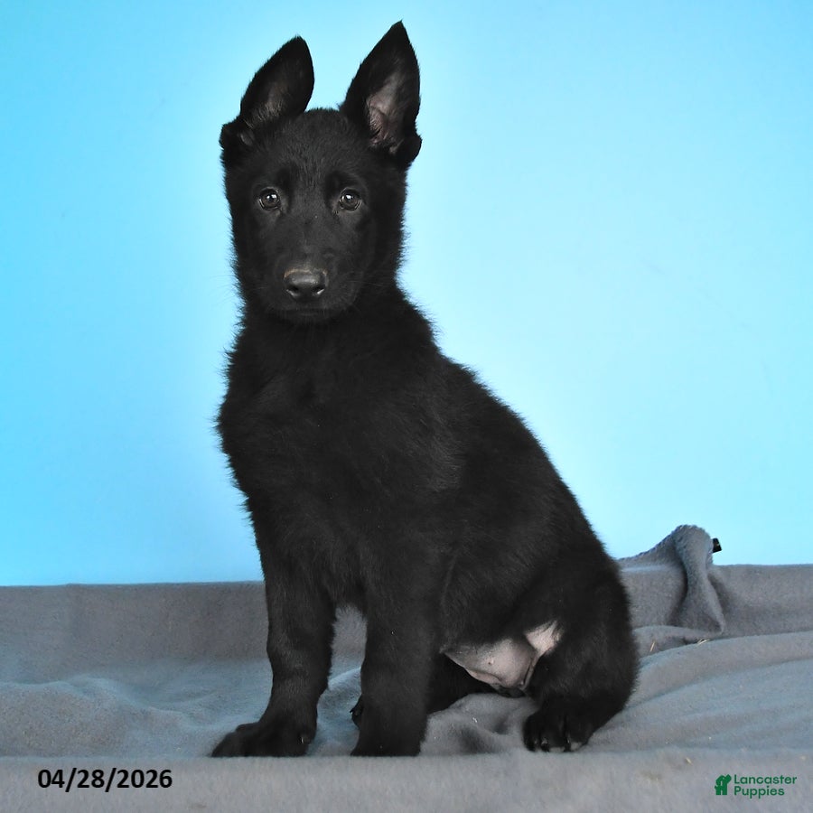 German Shepherd dogs Daffodil - Ad 1