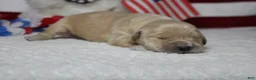 Golden Retriever dogs for sale: Challah - Ad 6