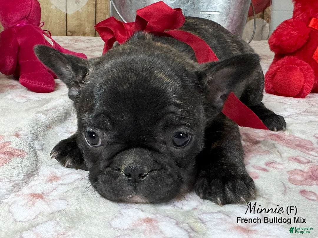 Mixed Breed dogs for sale: Minnie - Ad 4