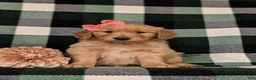 Golden Retriever dogs for sale: Nadia AKC Registered - Ad 2
