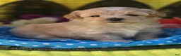 Maltipoo dogs for sale: Gypsy  - Ad 6