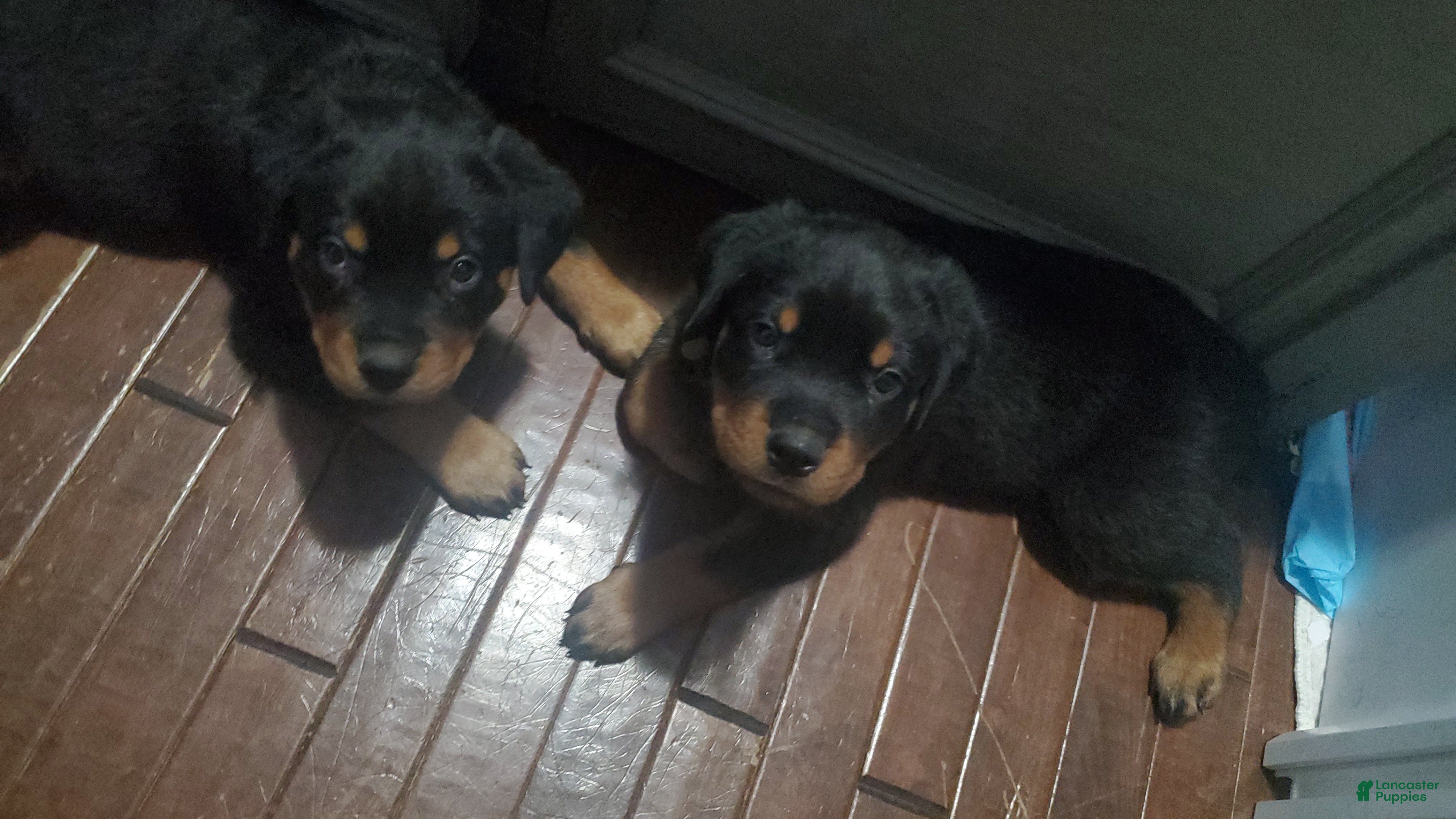Rottweiler dogs Blue - Ad 33