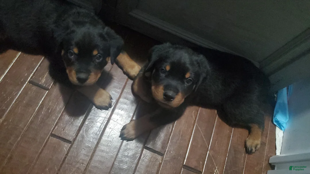 Rottweiler dogs for sale: Blue - Ad 1