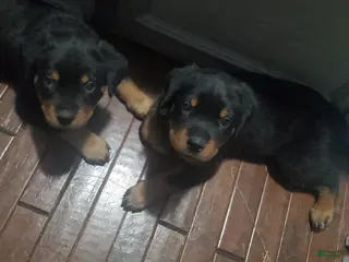 Rottweiler dogs Blue - Ad 13
