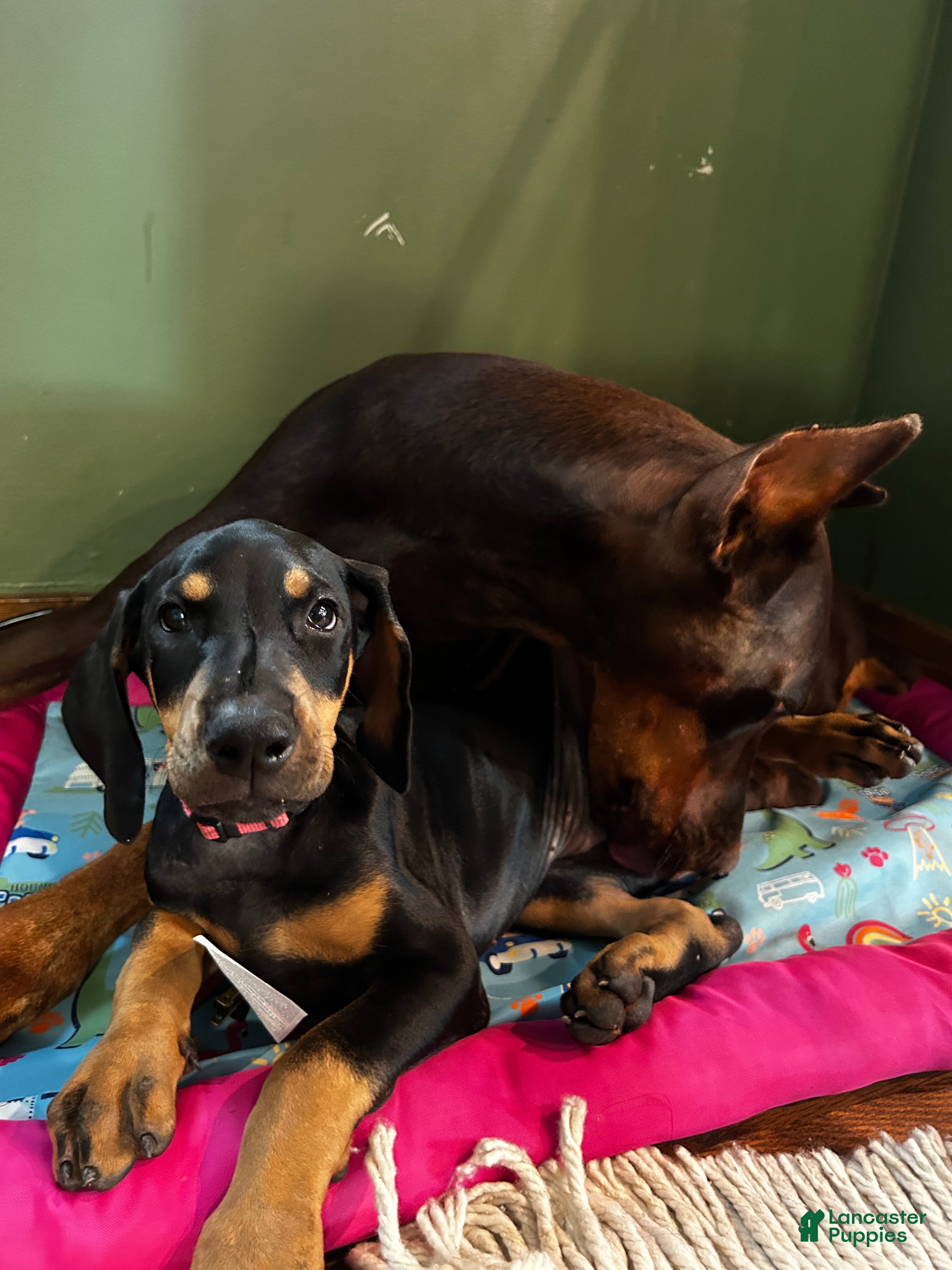 Doberman Pinscher dogs Doberman Pinscher 1 - Ad 37