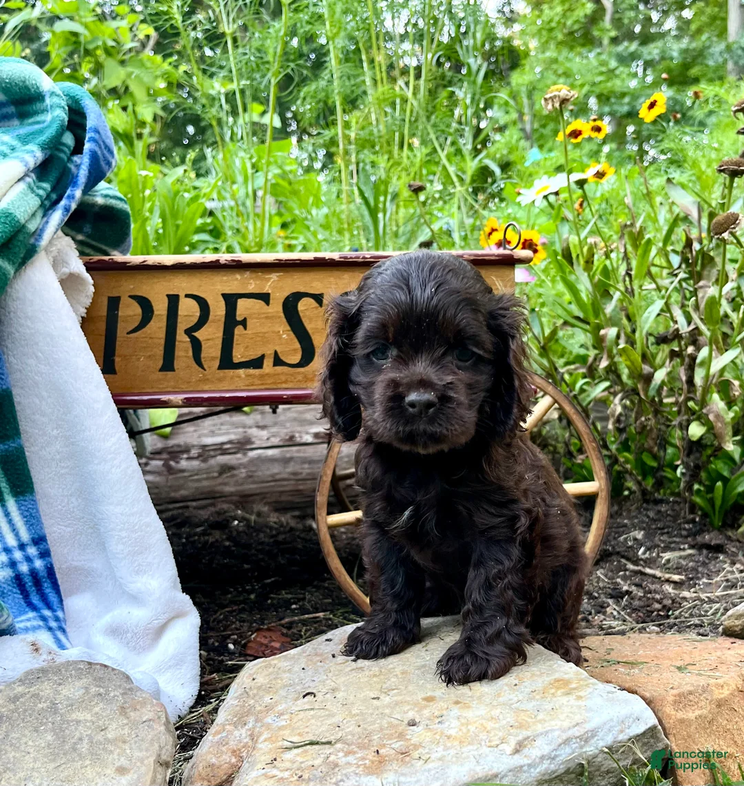 Cocker Spaniel dogs for sale: Princess AKC Registered - Ad 1