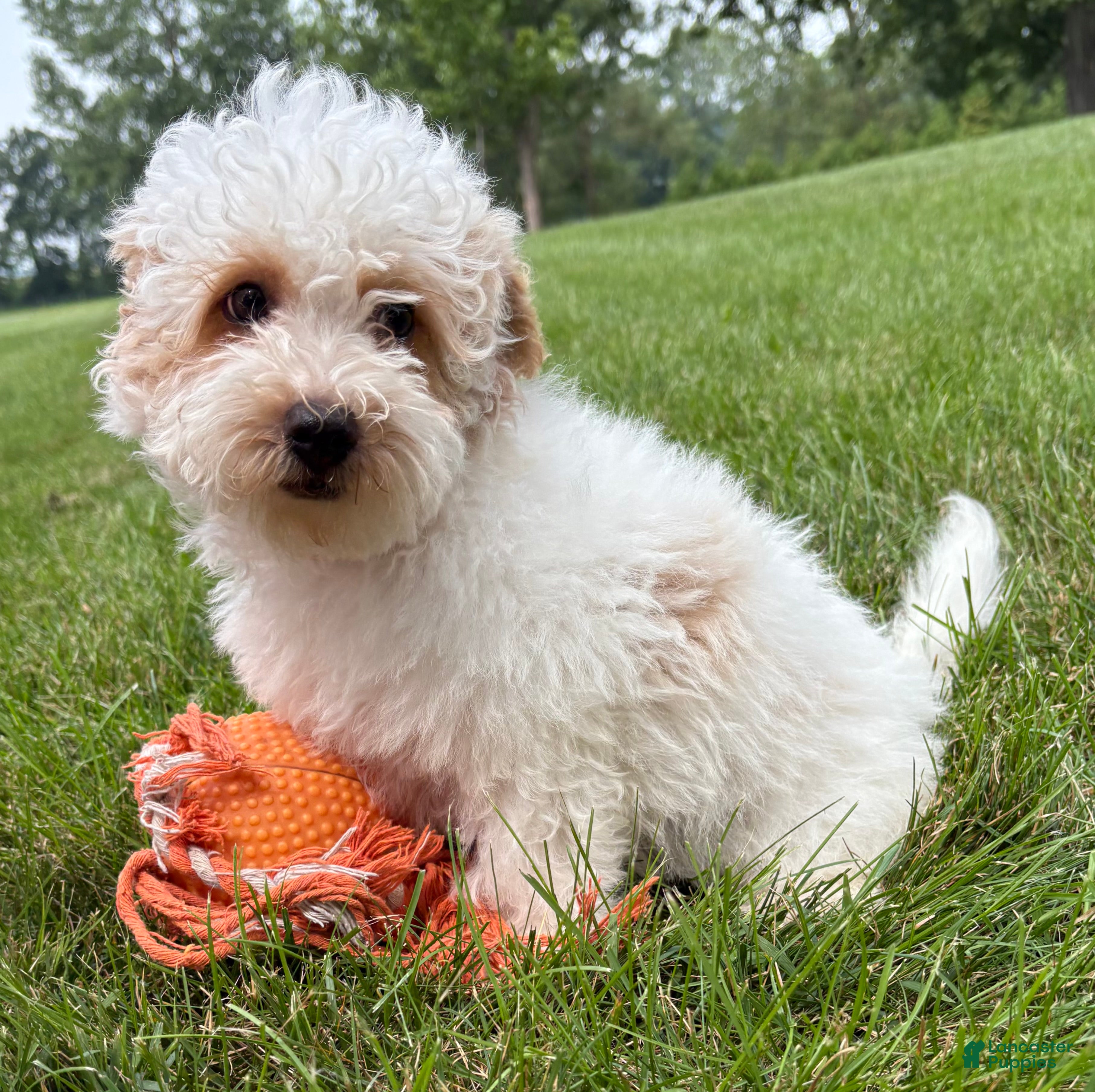 Havapoo dogs Arlo - Ad 2