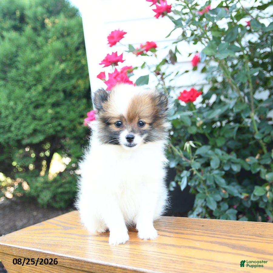 Pomeranian dogs Karma - Ad 1
