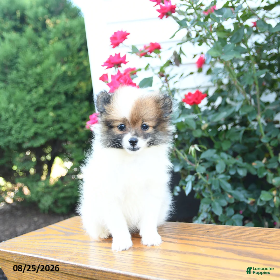 Pomeranian dogs for sale: Karma - Ad 1