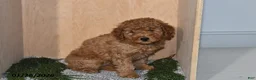 Mini Goldendoodle dogs for sale: Rain - Ad 4