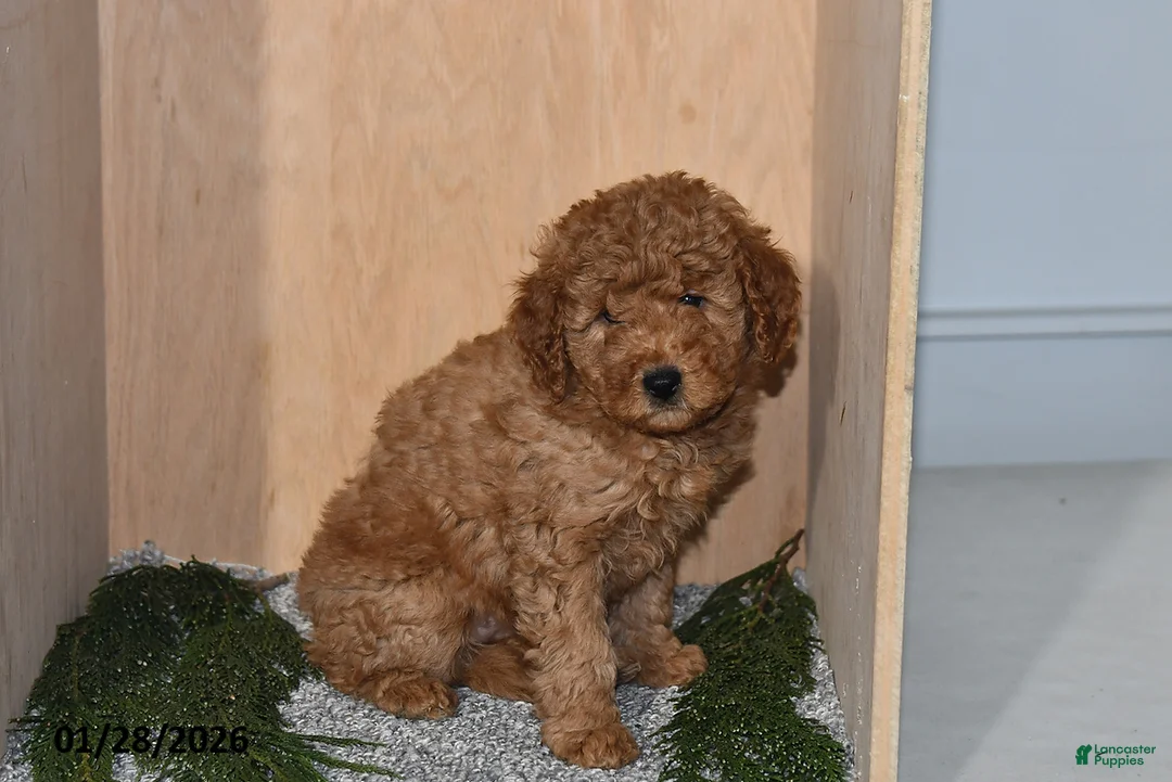 Mini Goldendoodle dogs for sale: Rain - Ad 4