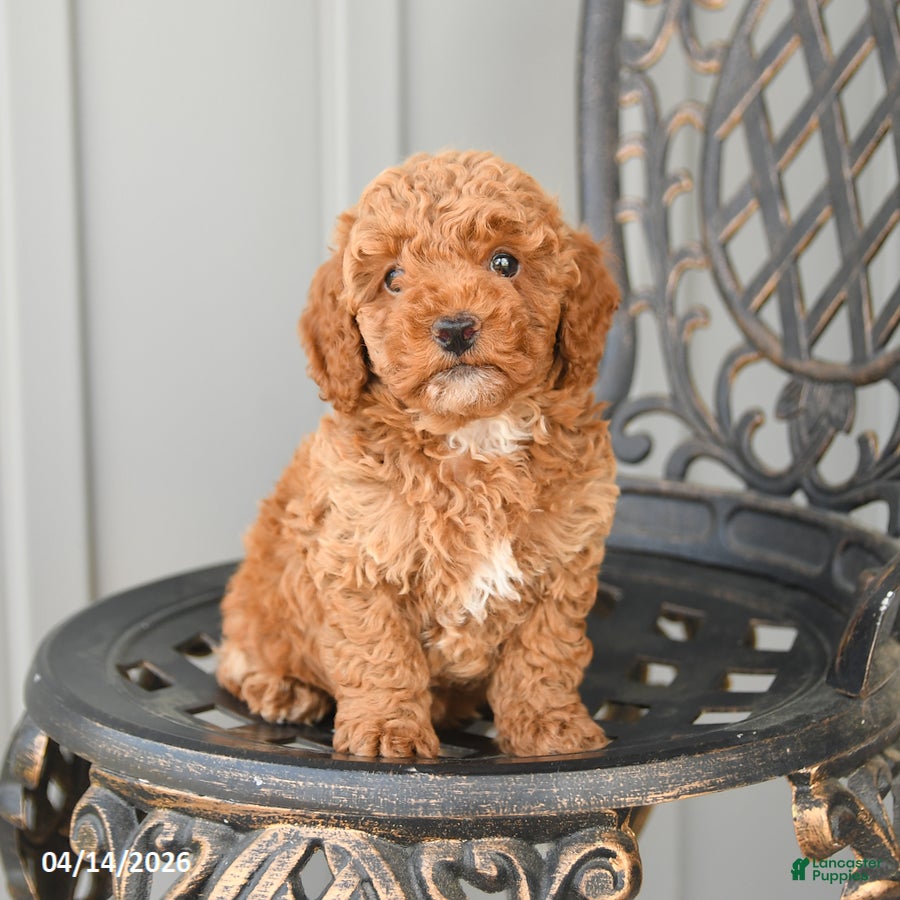 Toy Poodle dogs Chase - Ad 1