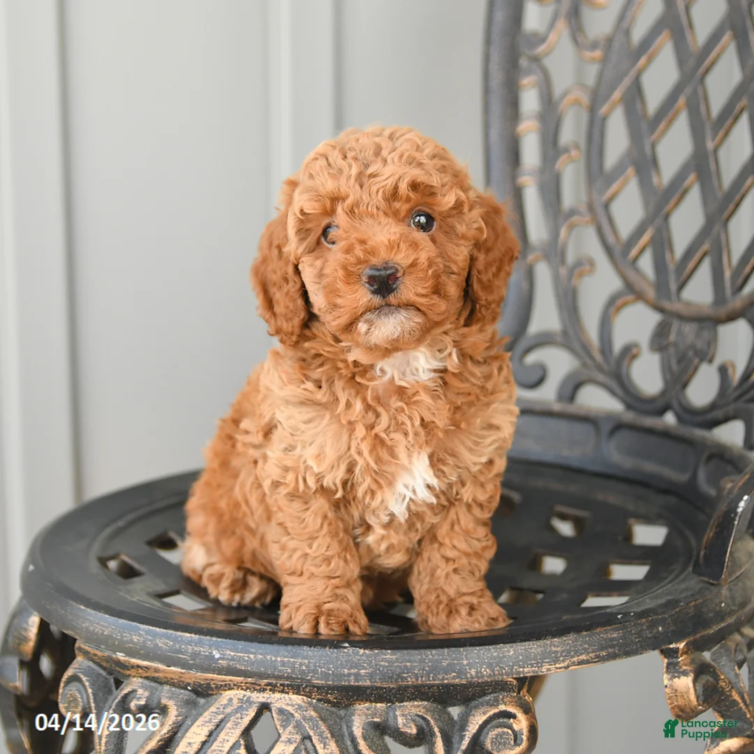Toy Poodle dogs for sale: Chase - Ad 1