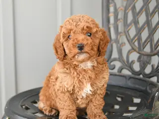Toy Poodle dogs for sale: Chase - Ad 2