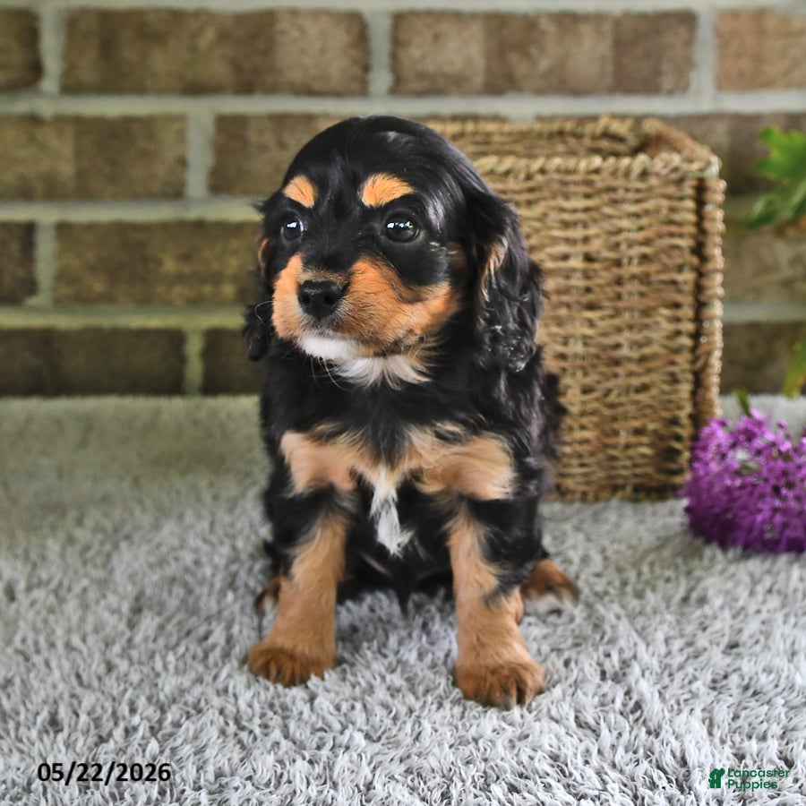 Cavachon dogs Benji - Ad 2