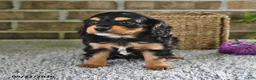Cavachon dogs for sale: Benji - Ad 6