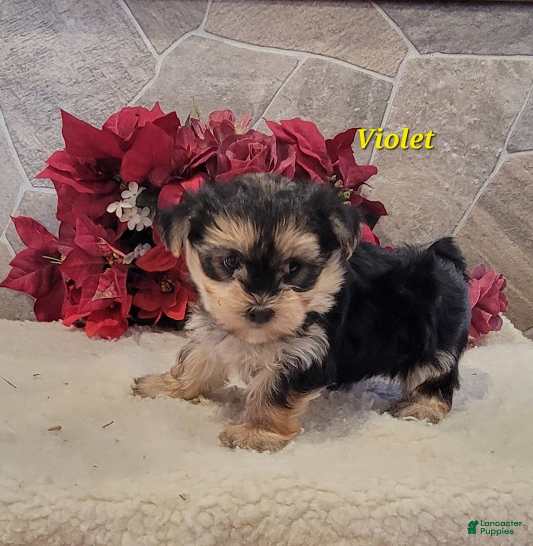 Morkie dogs for sale: Violet - Ad 3