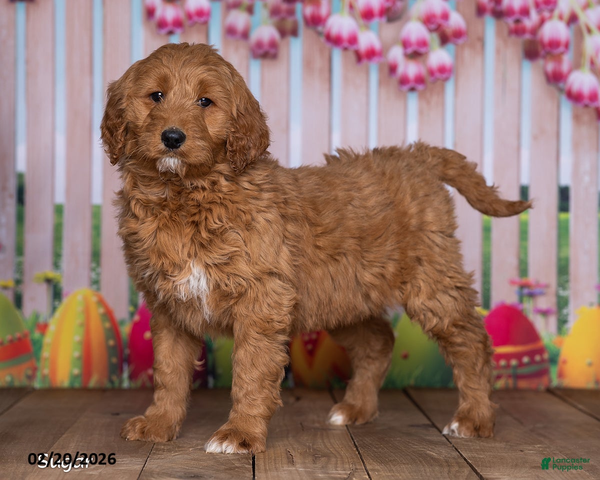 Goldendoodle dogs Sugar - Ad 2