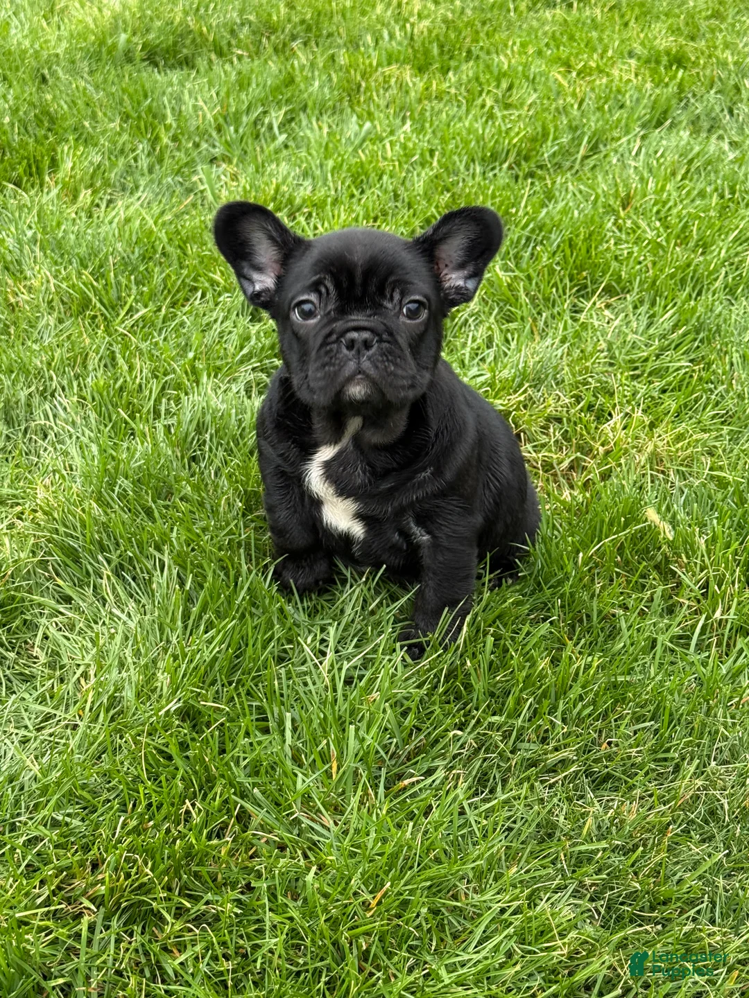French Bulldog dogs for sale: Dakota  - Ad 2