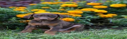Doberman Pinscher dogs for sale: RIO - Ad 6