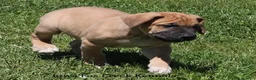 Mixed Breed dogs for sale: Bubba - Ad 3