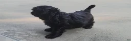 Shih Tzu dogs for sale: Sable - Ad 15