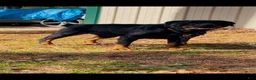 Rottweiler dogs for sale:  1 - Ad 5