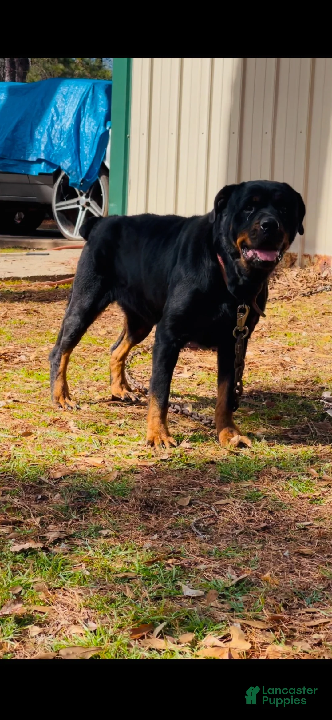 Rottweiler dogs for sale:  1 - Ad 2