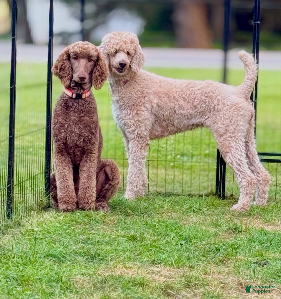 Goldendoodle dogs for sale: Mocha - Ad 12