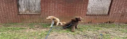 Goldendoodle dogs for sale: Passion - Ad 13