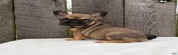 French Bulldog dogs for sale: Carson - Ad 4