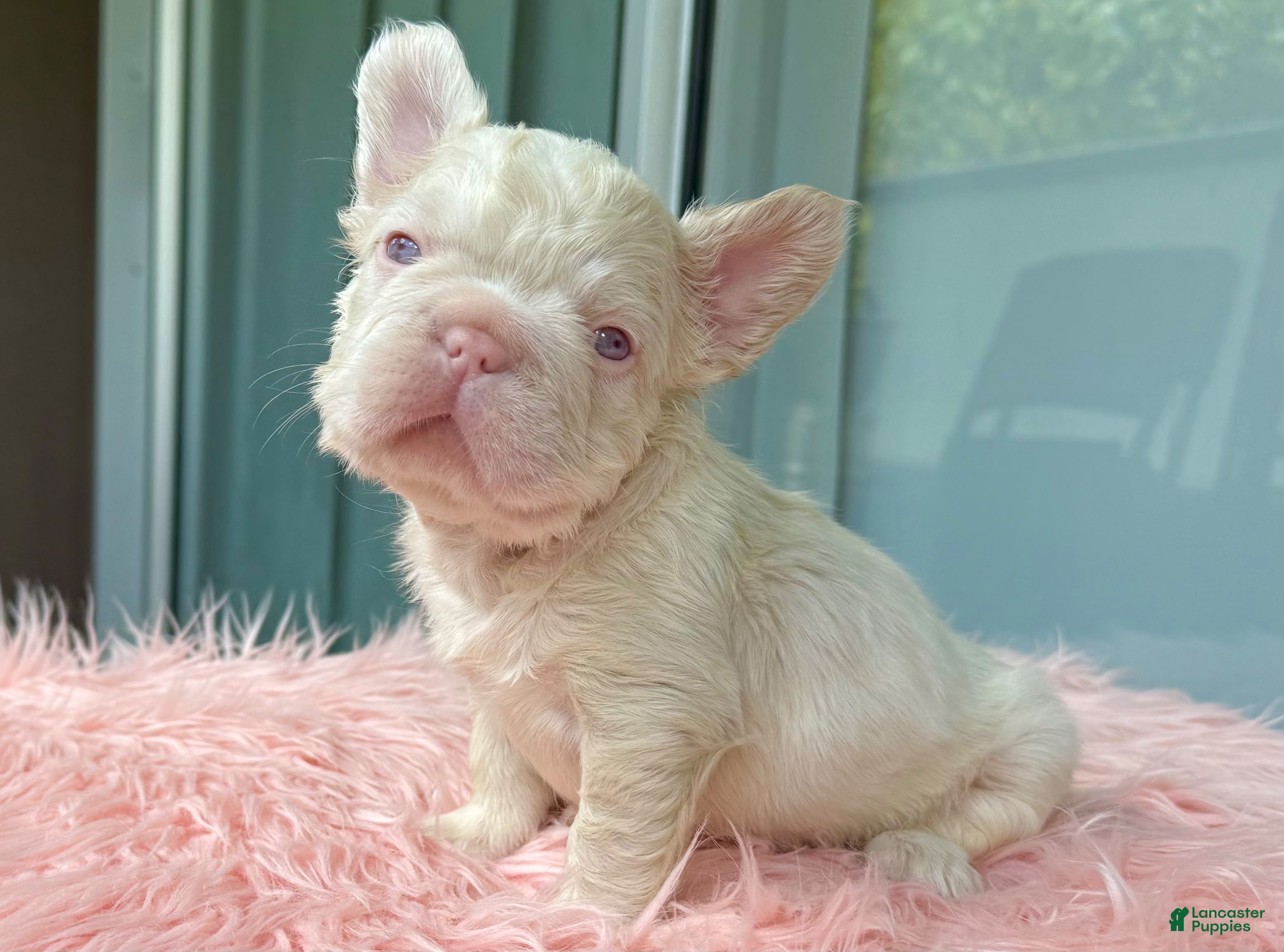 French Bulldog dogs Moon - Ad 2