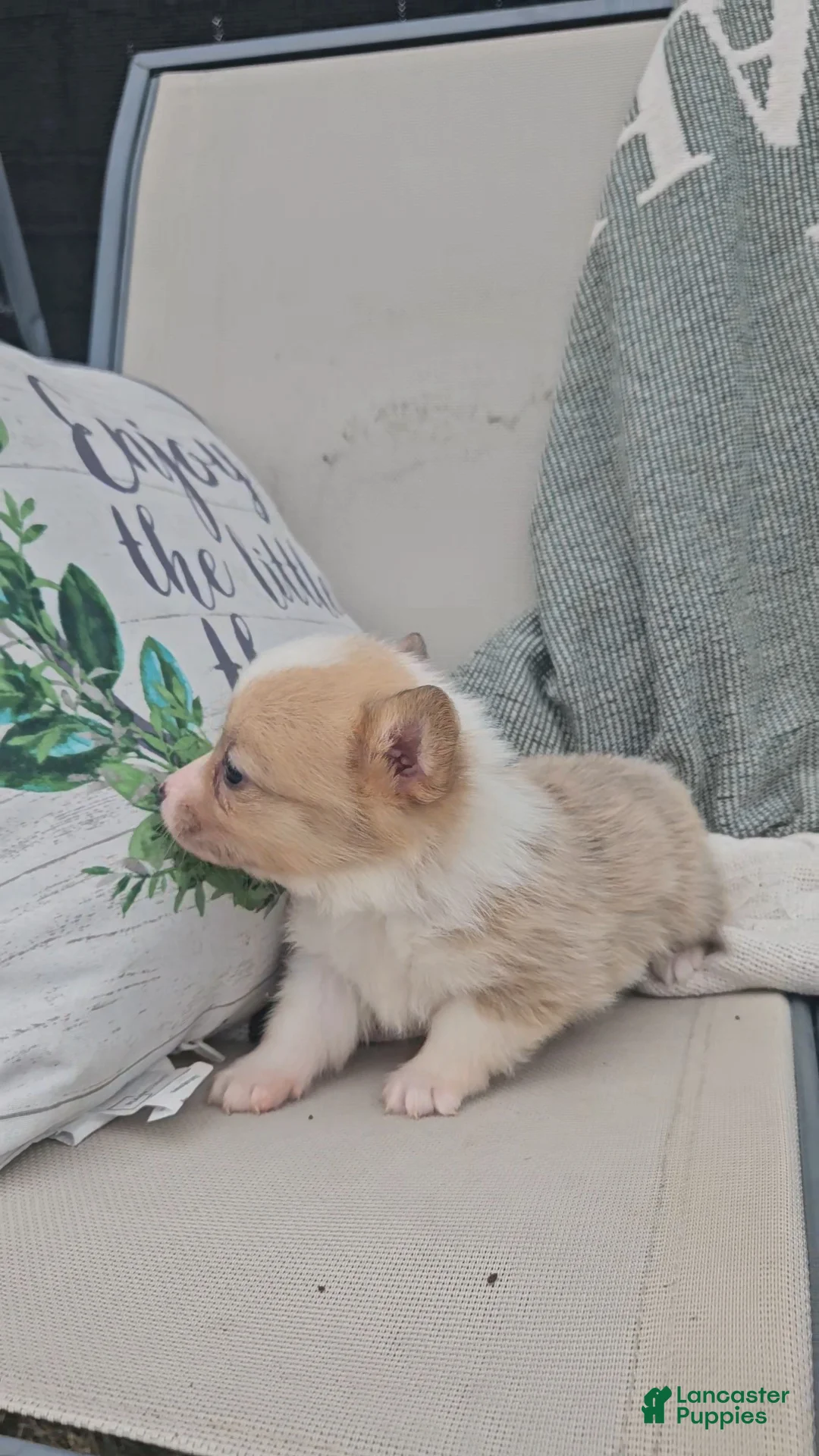 Mixed Breed dogs for sale: Rhea - Ad 1