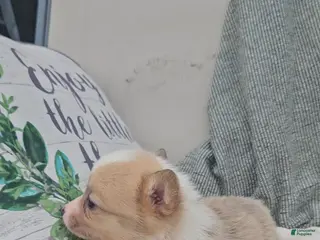 Mixed Breed dogs Rhea - Ad 28