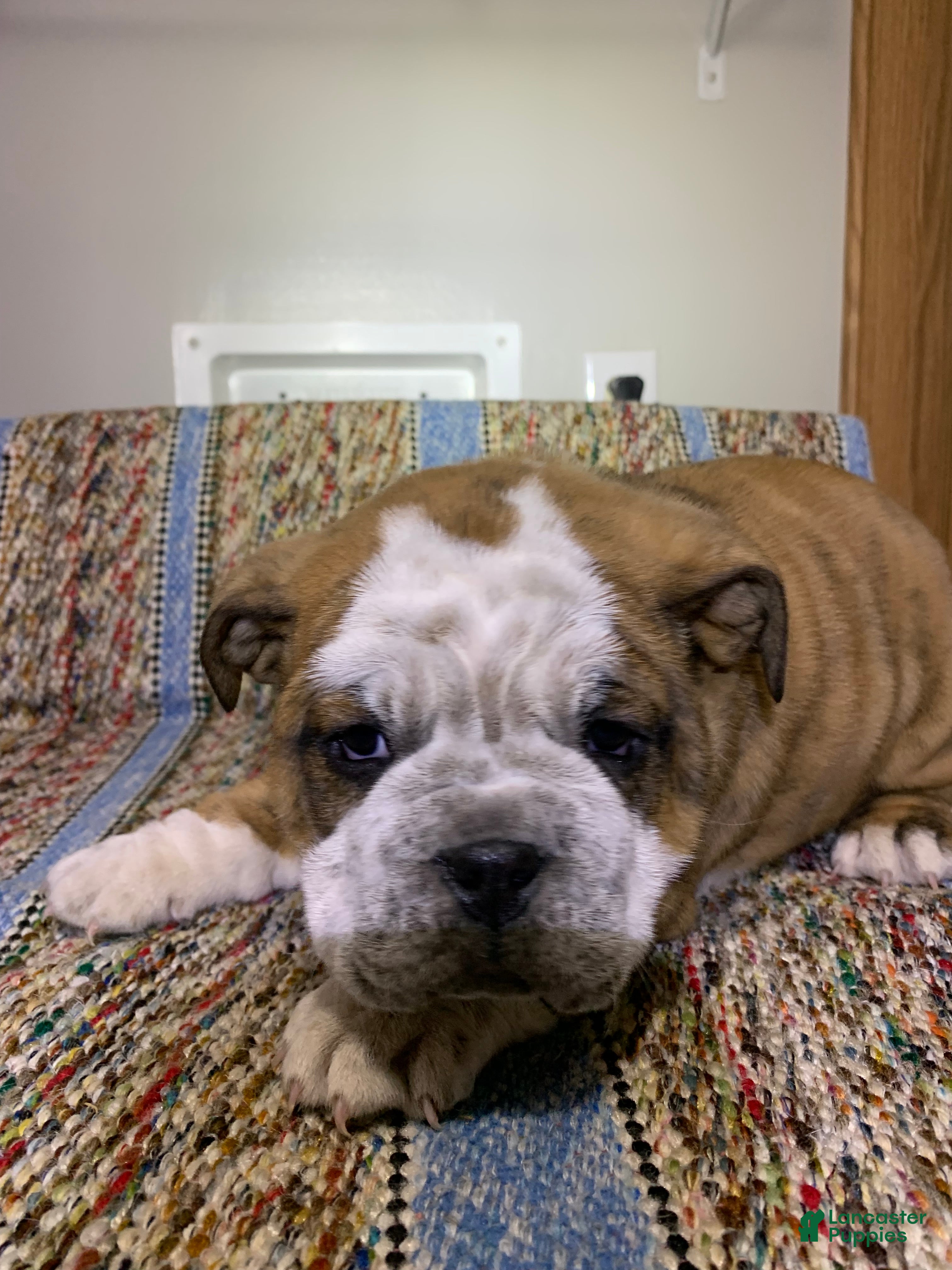 Mixed Breed dogs Mixed Breed Puppy 3 - Ad 34