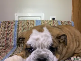 Mixed Breed dogs Mixed Breed Puppy 3 - Ad 34