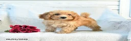 Mini Goldendoodle dogs for sale: Mckenzie - Ad 9