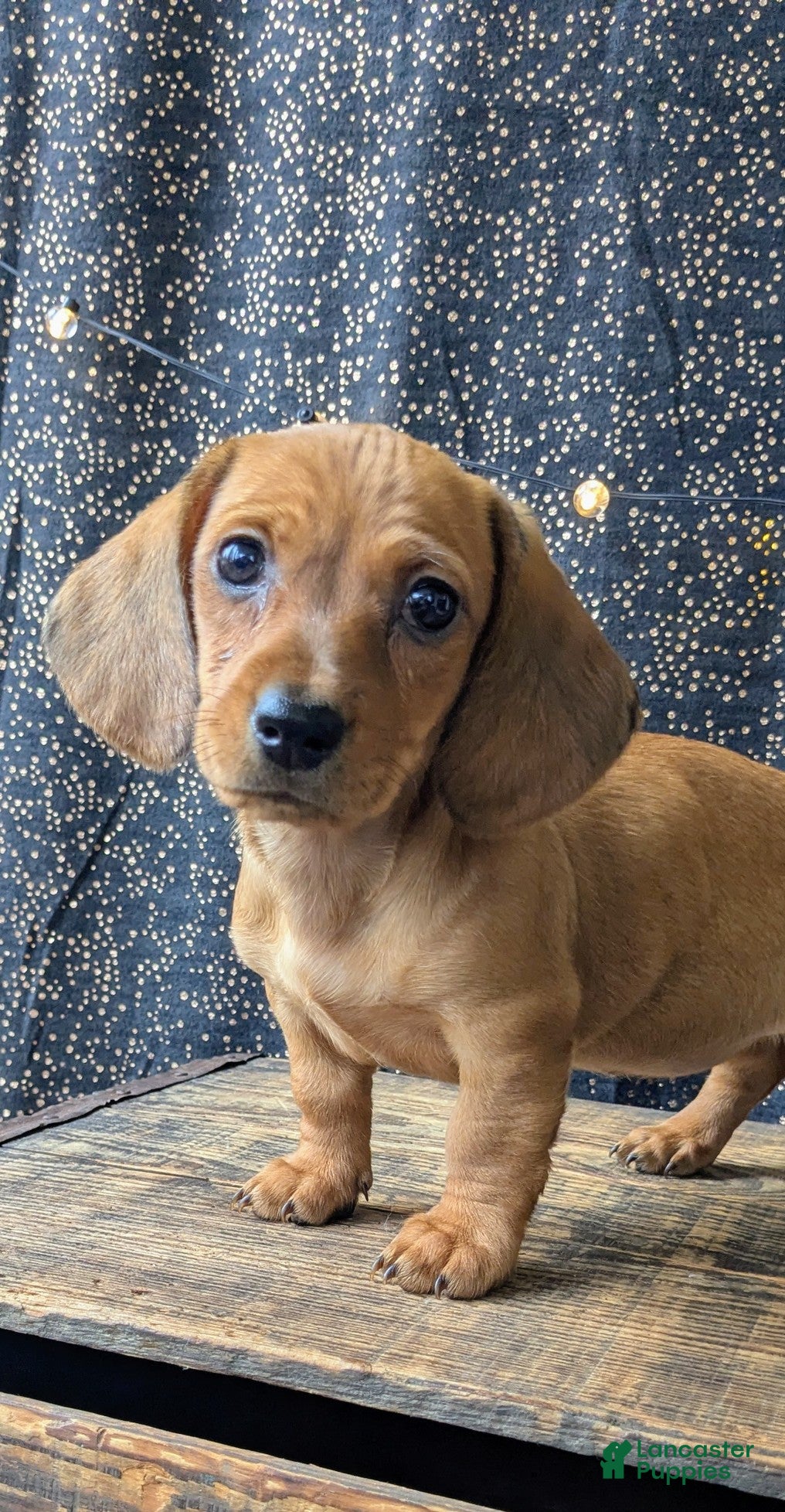 Dachshund dogs Belle - Ad 40