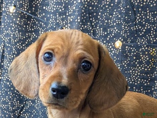 Dachshund dogs Belle - Ad 3