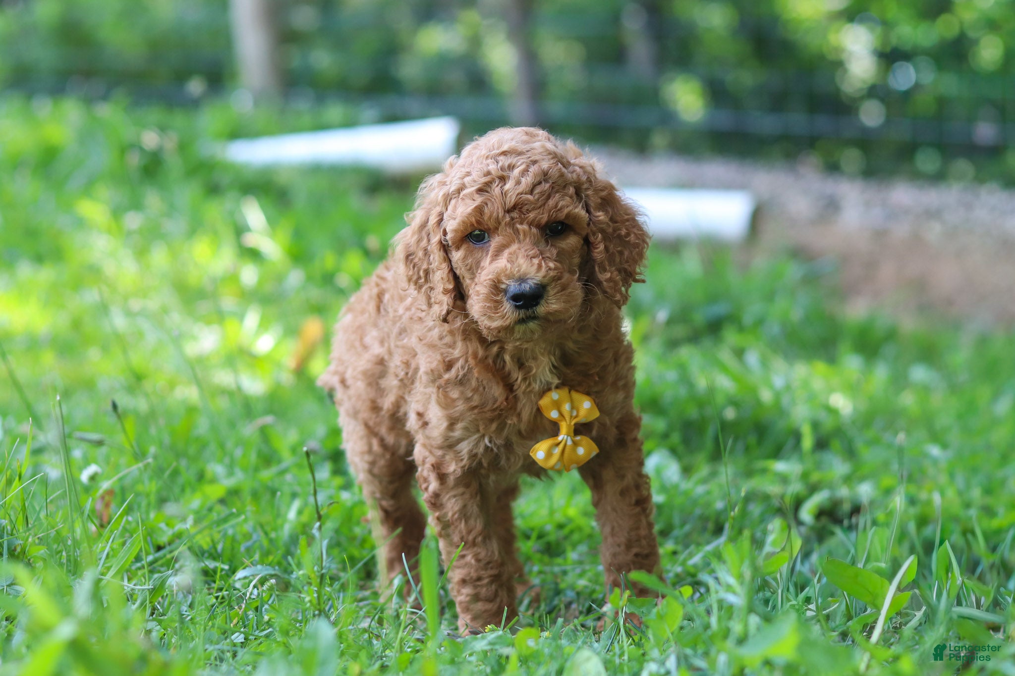 Standard Poodle dogs Alex AKC - Ad 1