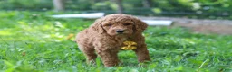Standard Poodle dogs for sale: Alex AKC - Ad 5