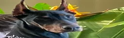Doberman Pinscher dogs for sale: Upcoming Doberman Litter  - Ad 7