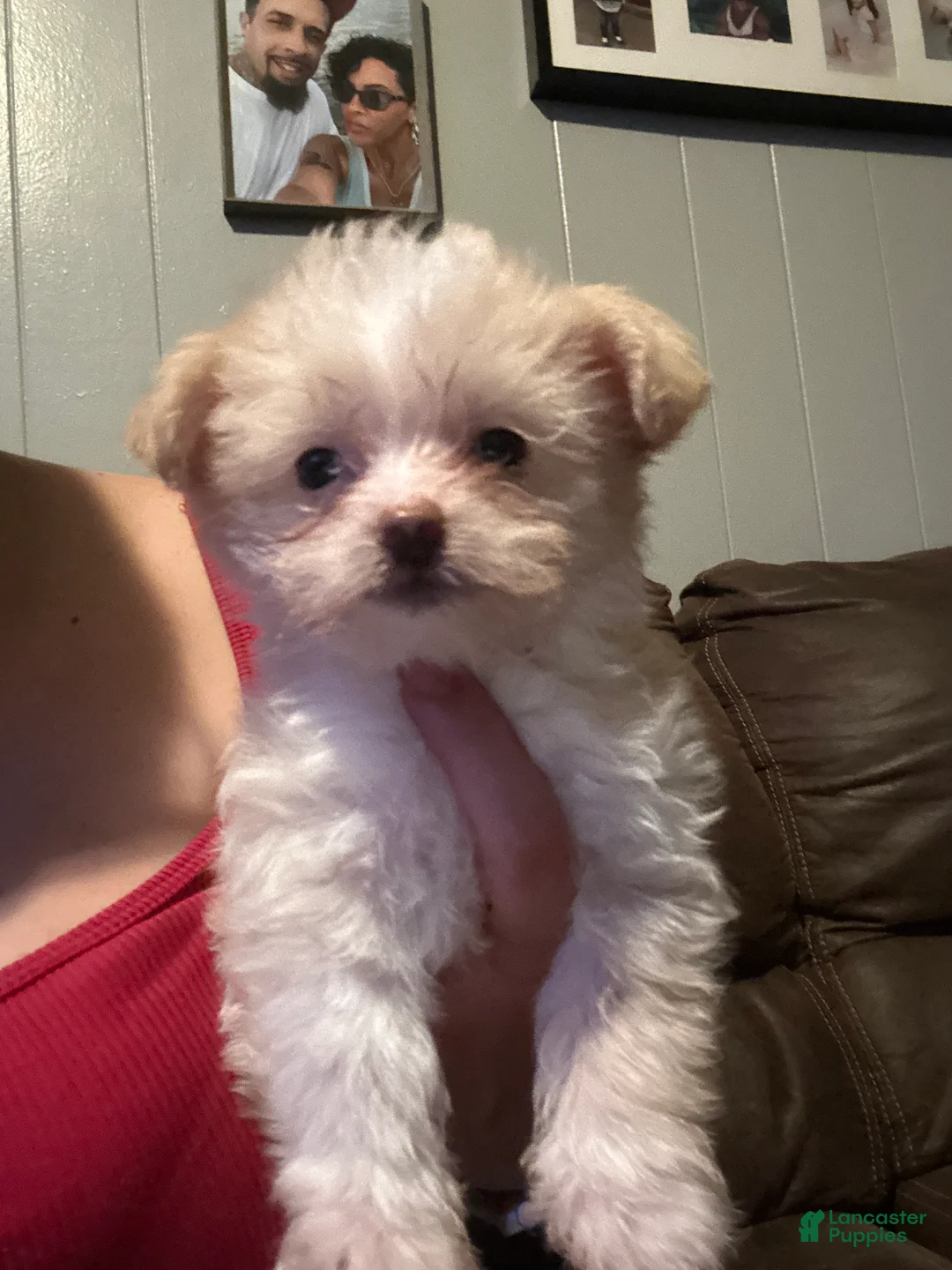 Mixed Breed dogs for sale: Bella - Ad 2
