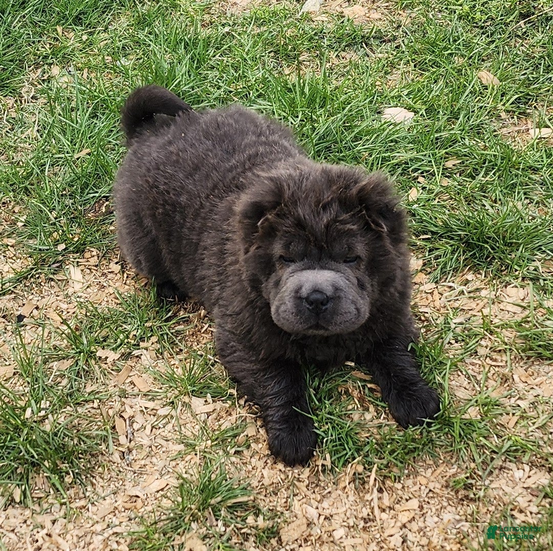 Shar Pei dogs Blue bear mini - Ad 2