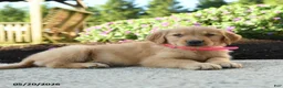Golden Retriever dogs for sale: Hershey - Ad 2