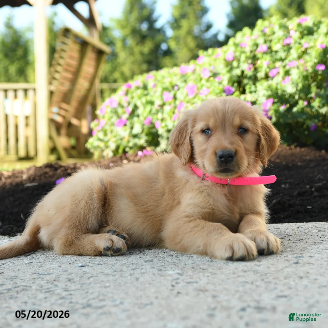 Golden Retriever dogs for sale: Hershey - Ad 2